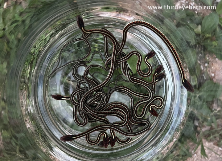 California Red-sided Garter Snakes